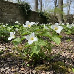 Trillium