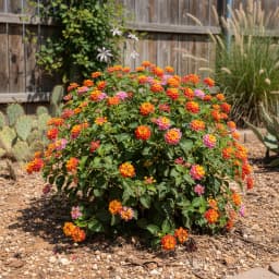 Lantana