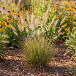 Little Bluestem