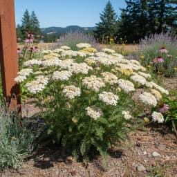Yarrow