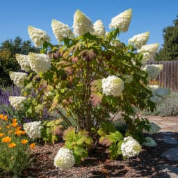 Oakleaf Hydrangea