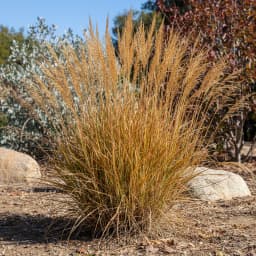 Switchgrass