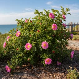 Beach Rose