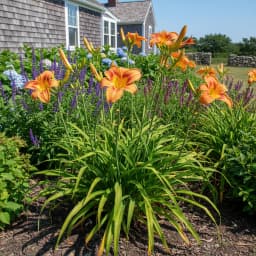 Daylily