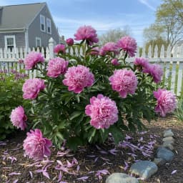 Peony