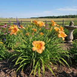 Daylily