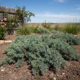 Juniper