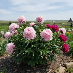 Peony