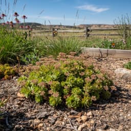 Sedum