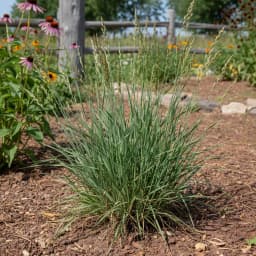 Western Wheatgrass