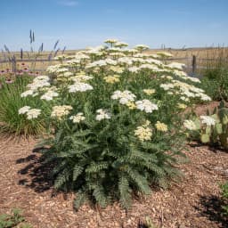 Yarrow