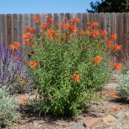 Flame Acanthus