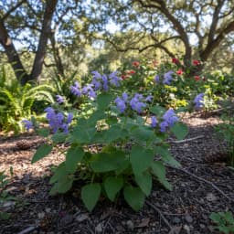 Heart-Leaf Skullcap