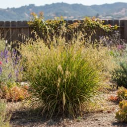 Inland Sea Oats