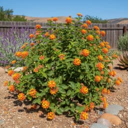 Texas Lantana