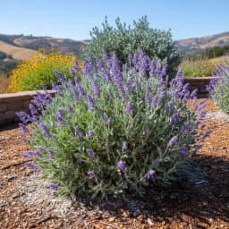 Texas Sage