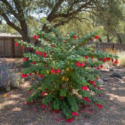 Turk's Cap