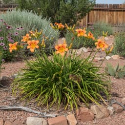 Daylily