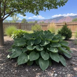 Hostas