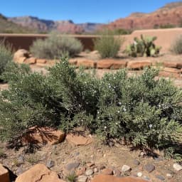 Juniper