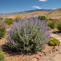 Russian Sage
