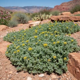 Sedum