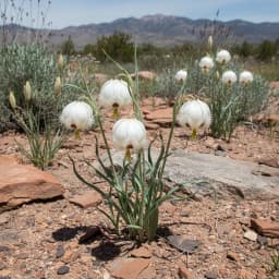 Sego Lily