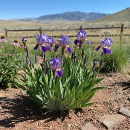 Siberian Iris
