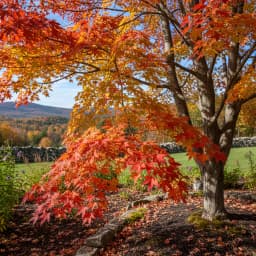 Sugar Maple