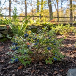 Wild Blueberries