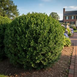 Boxwood