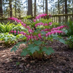 Bleeding Heart