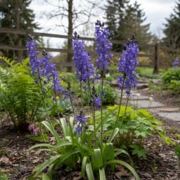 Camas