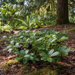 Salal