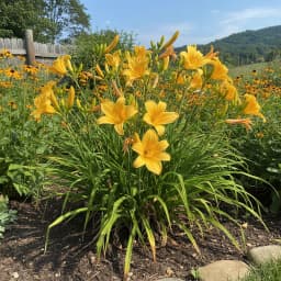 Daylily