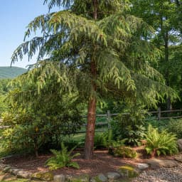 Eastern Hemlock