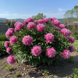Peony