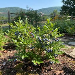 Wild Blueberries