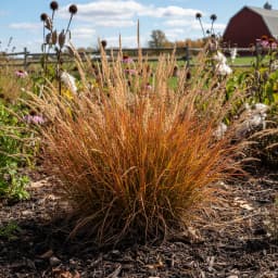 Little Bluestem