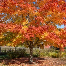 Sugar Maple