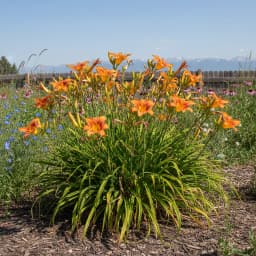Daylily