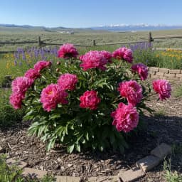 Peony