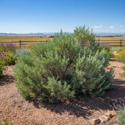 Sagebrush