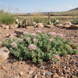 Sedum