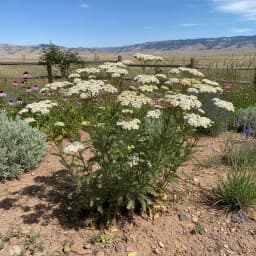 Yarrow