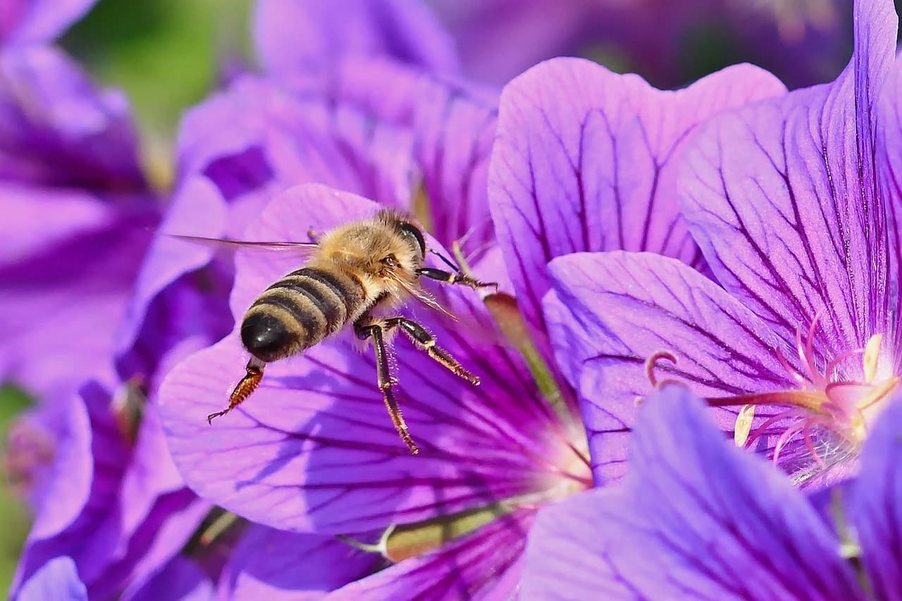 Close-up of a bee collecting pollen