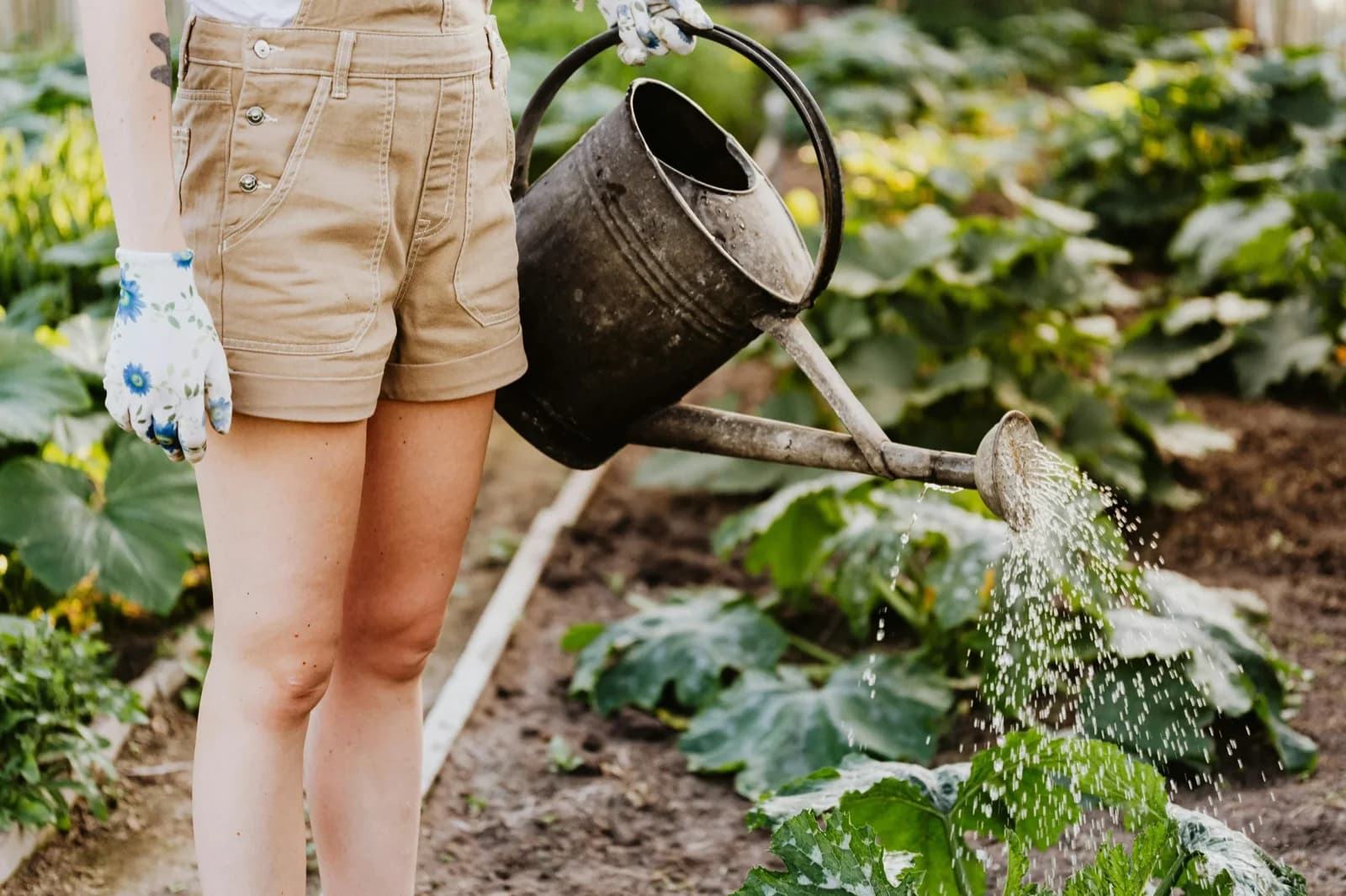 Lush edible garden with a variety of plants
