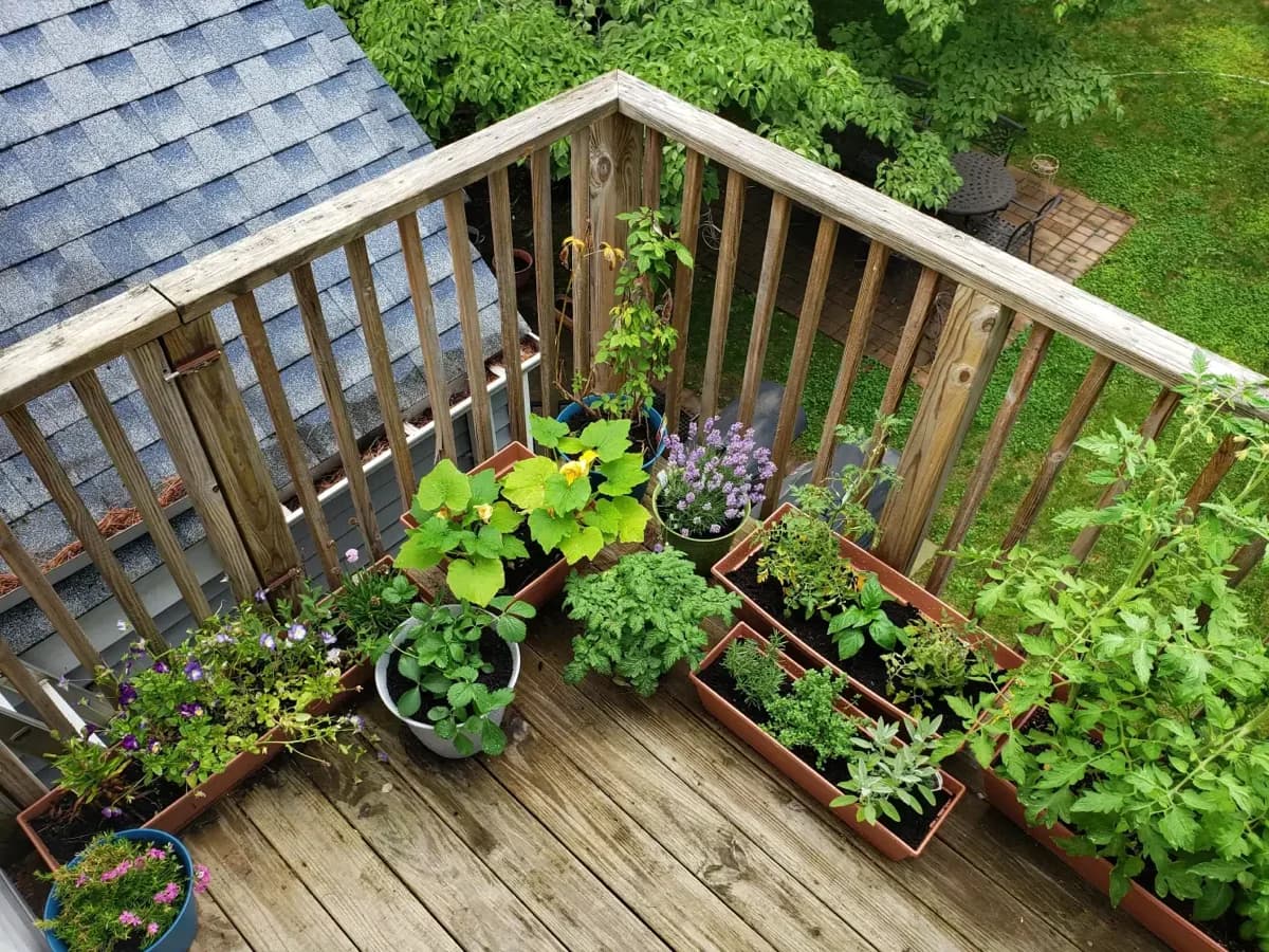 Productive small space vegetable garden with vertical growing systems and efficient container arrangements