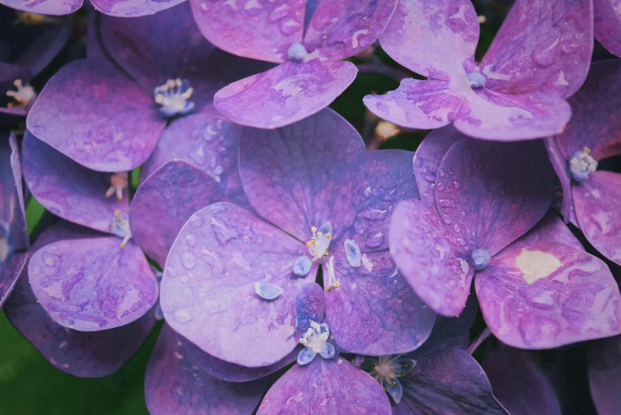 Rain Garden Design: Complete Guide to Beautiful, Eco-Friendly Stormwater Gardens That Save Money