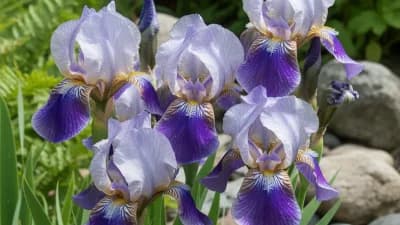 Siberian Iris